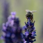 Schaue mir in die Augen Bienchen