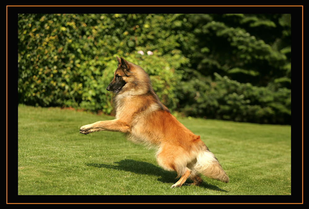 SCHAUEN WO FRISBEE FLIEGT