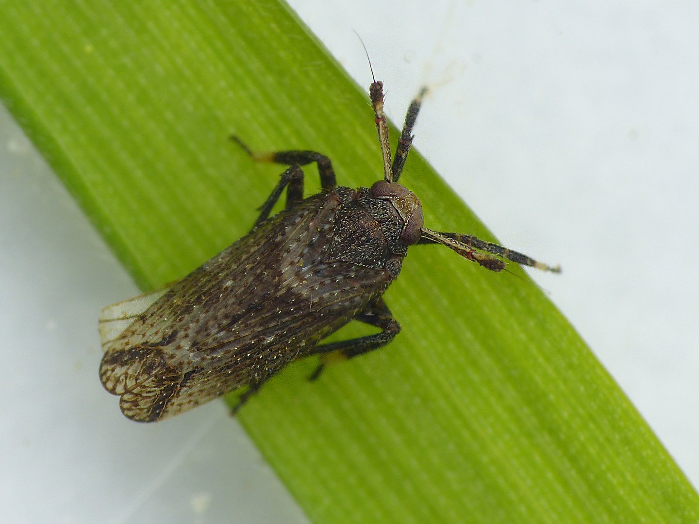 Schaufel-Spornzikade (Asiraca clavicornis)