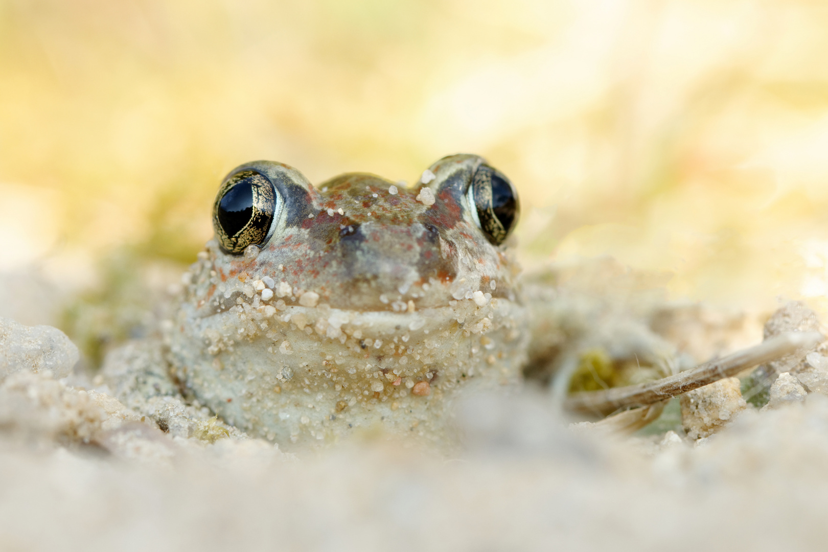 Schaufelfußkröte -Knoblauchkröte - (Pelobates fuscus)