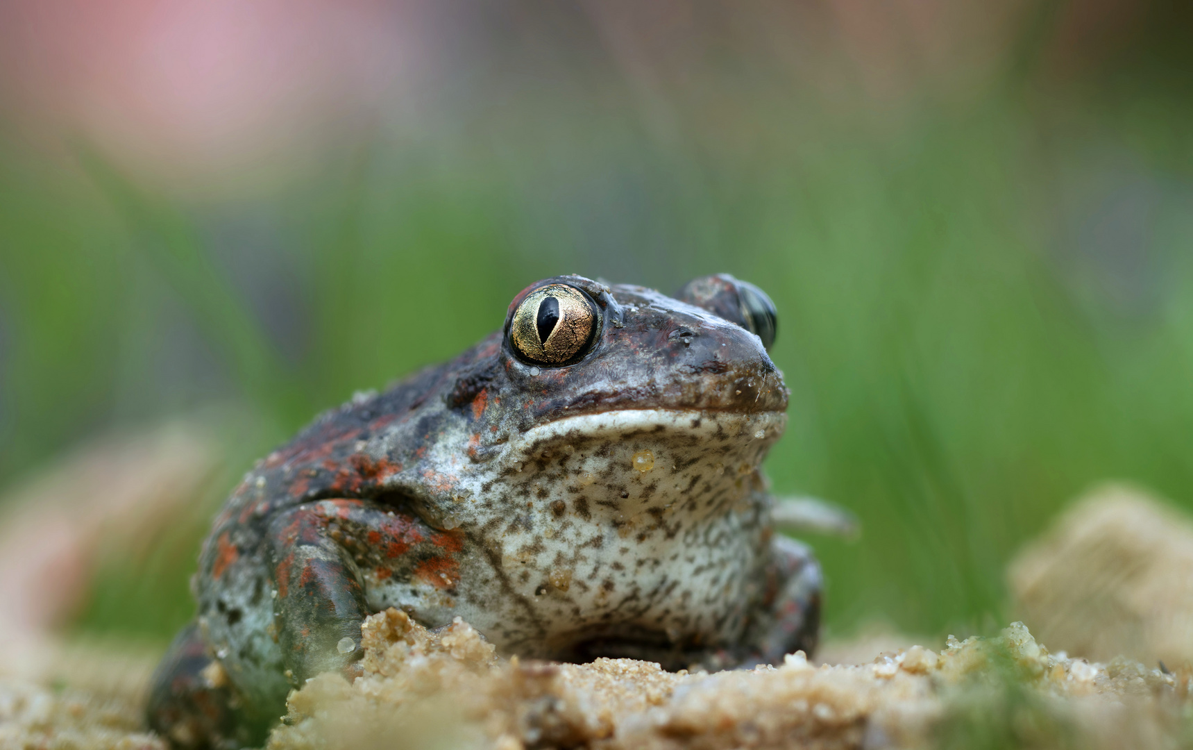 Schaufelfußkröte - Knoblauchkröte (Pelobates fuscus) 