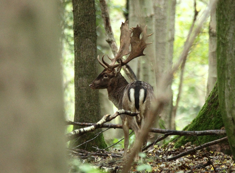 Schaufler im Bestand