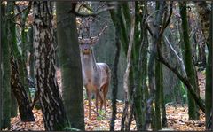 Schaufler im Jungwald