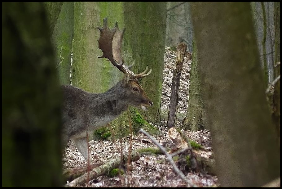 Schaufler im Wald