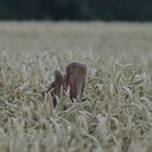 Schaufler im Weizen