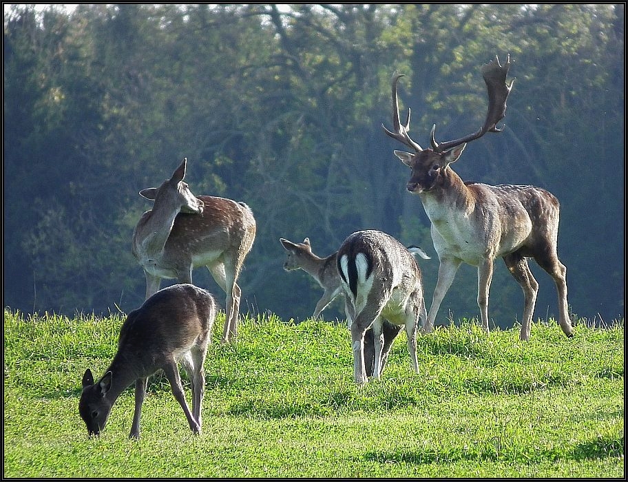 Schauflerbrunft II