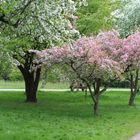 Schaugärten München Frühling1