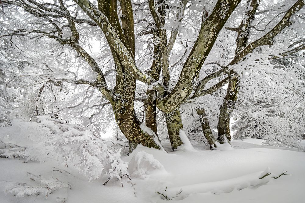 Schauinsland Foto & Bild pflanzen, pilze & flechten, bäume