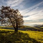 Schauinsland Baum