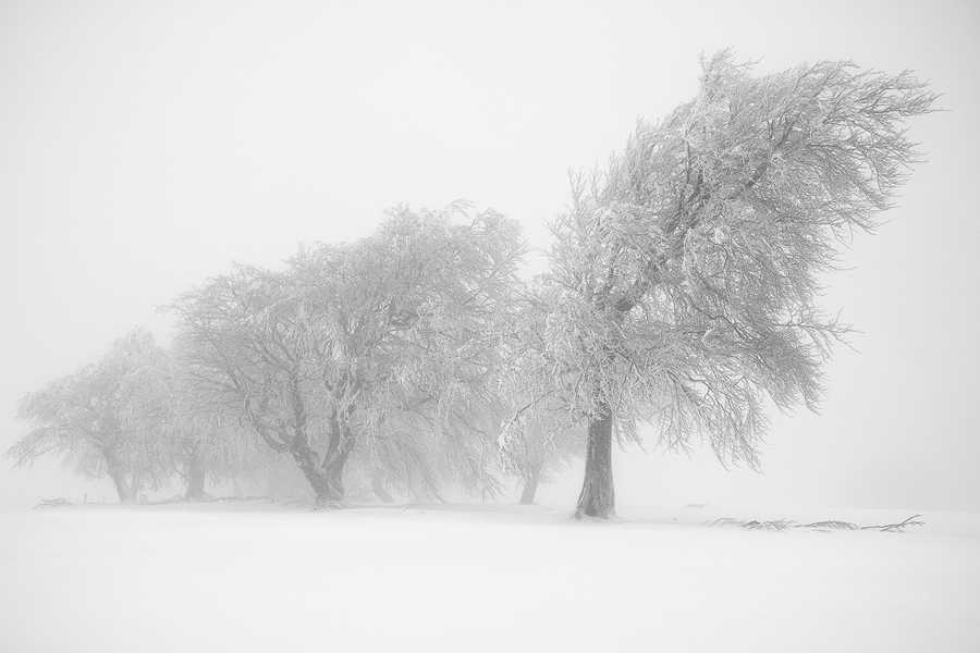 Schauinsland I, Schwarzwald, Deutschland, 2012