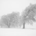 Schauinsland I, Schwarzwald, Deutschland, 2012