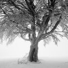 Schauinsland II, Schwarzwald, Deutschland, 2012