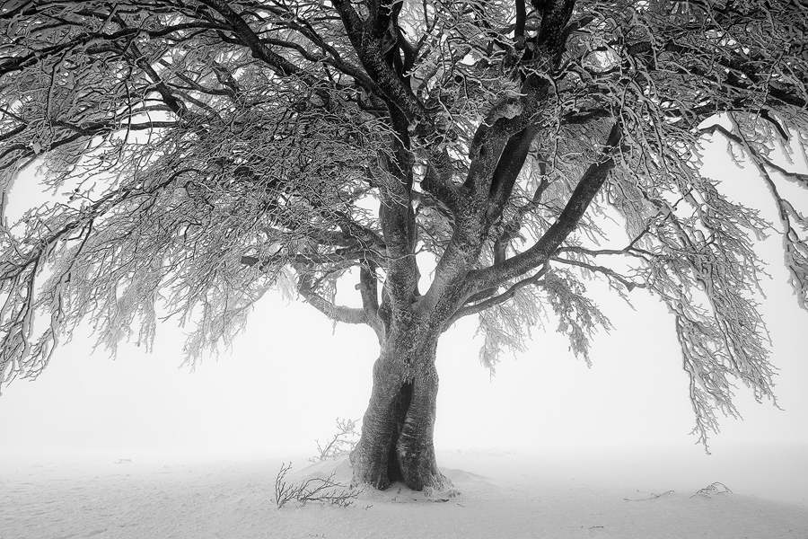 Schauinsland II, Schwarzwald, Deutschland, 2012