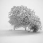 Schauinsland III, Schwarzwald, Deutschland, 2012