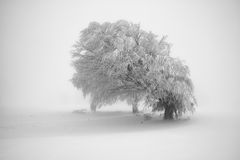 Schauinsland III, Schwarzwald, Deutschland, 2012