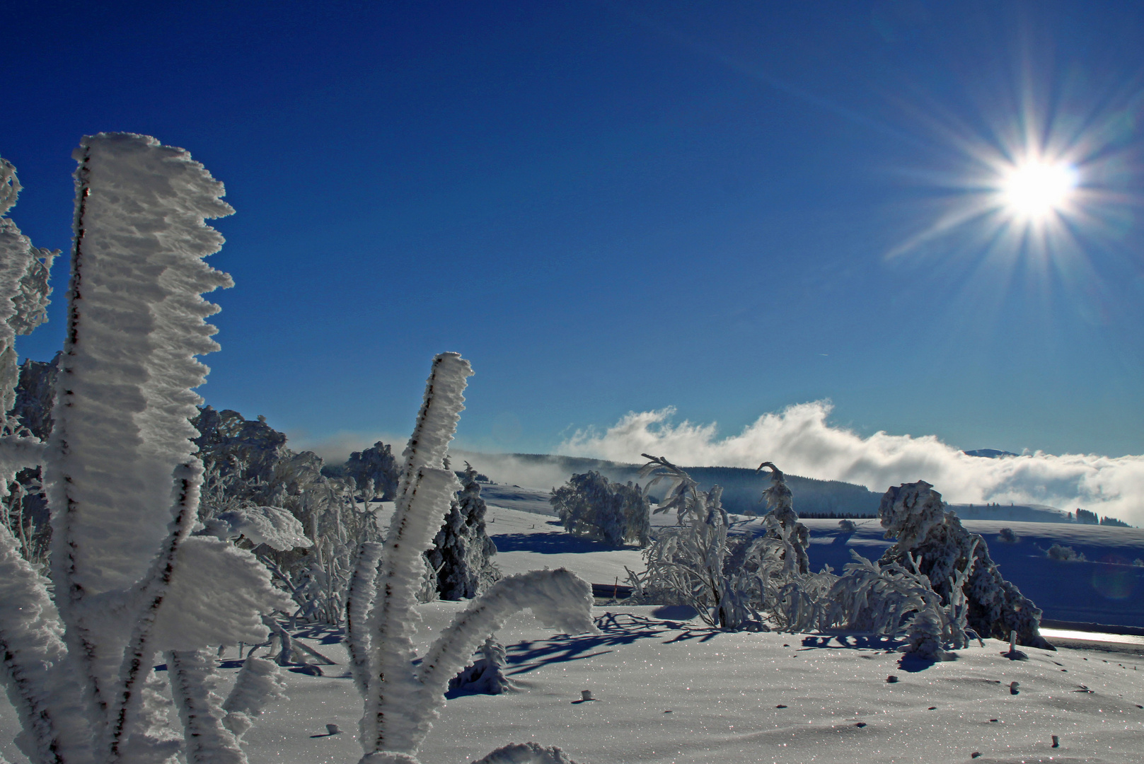 Schauinsland im Winter (im Hintergrund die vereisten Windbuchen)