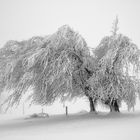 Schauinsland IV, Schwarzwald, Deutschland, 2012