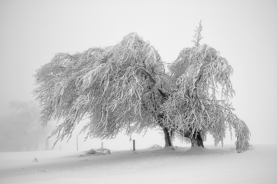 Schauinsland IV, Schwarzwald, Deutschland, 2012