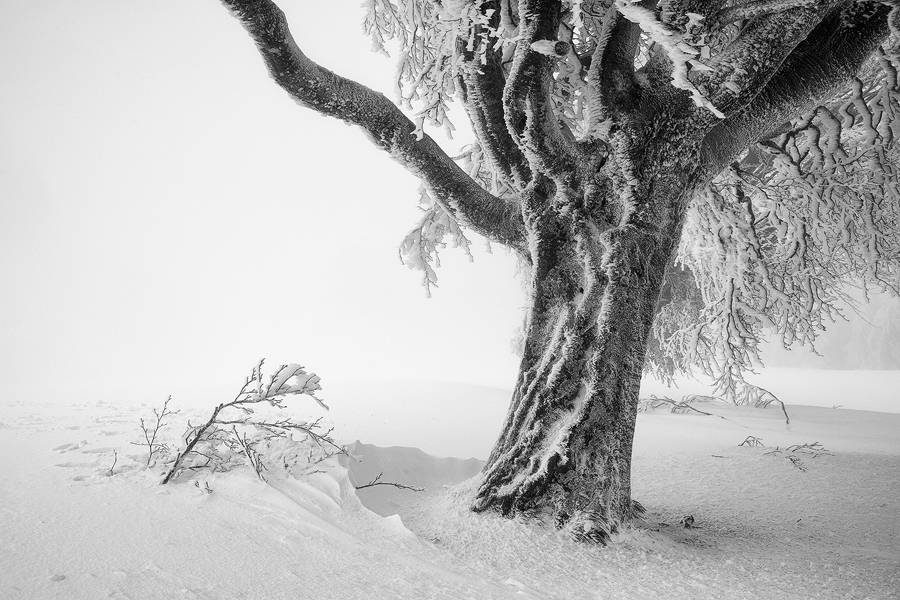 Schauinsland IX, Schwarzwald, Deutschland, 2012