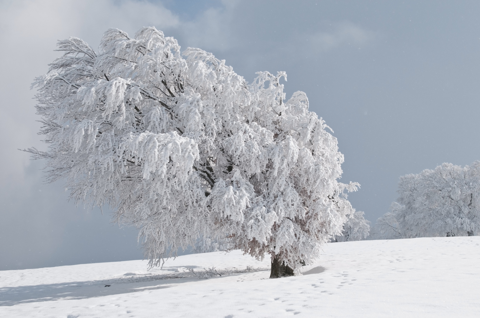 Schauinsland Südschwarzwald