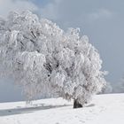 Schauinsland Südschwarzwald