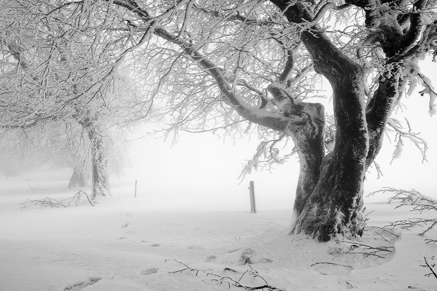 Schauinsland V, Schwarzwald, Deutschland, 2012