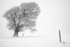 Schauinsland VI, Schwarzwald, Deutschland, 2012