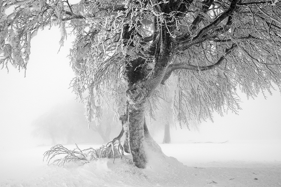 Schauinsland X, Schwarzwald, Deutschland, 2012