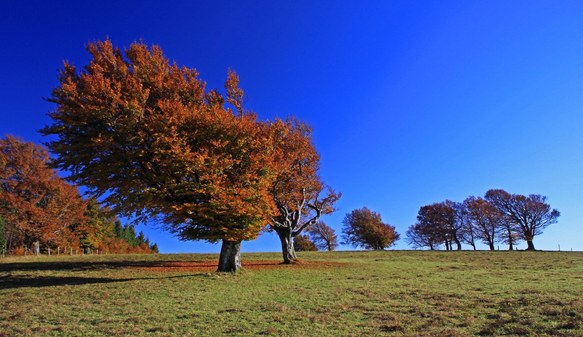 Schauinslandbuchen im Herbst