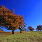 Schauinslandbuchen im Herbst