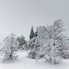 Schauinslandwinter 1