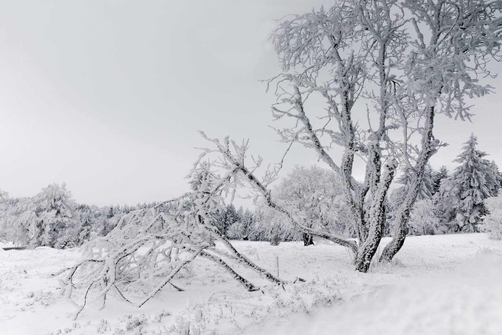 Schauinslandwinter 2