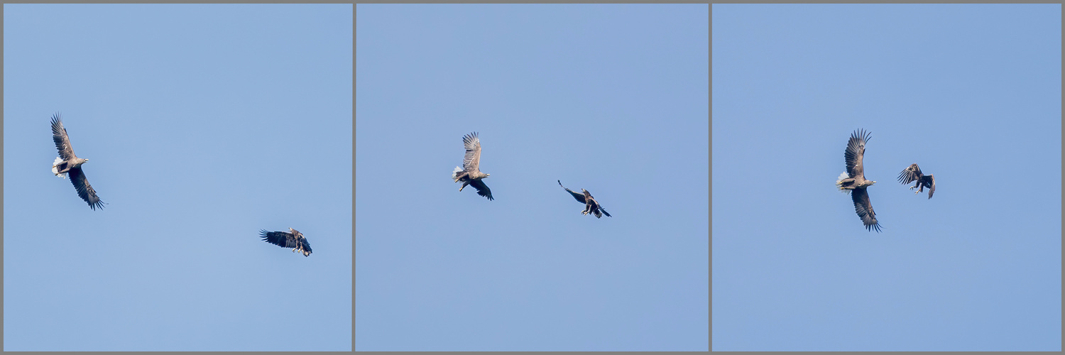 Schaukampf der Seeadler (Doku)