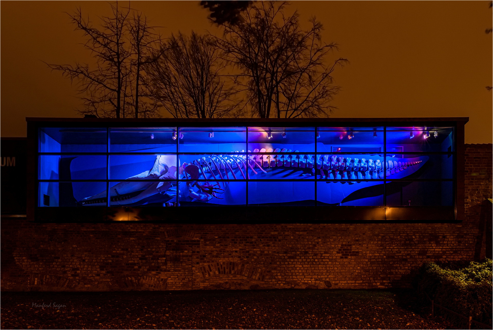 Schaukasten in der Stralsunder Stadtmauer - Walskelett... 