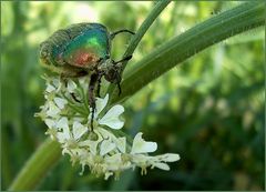 Schaukel für einen Rosenkäfer?