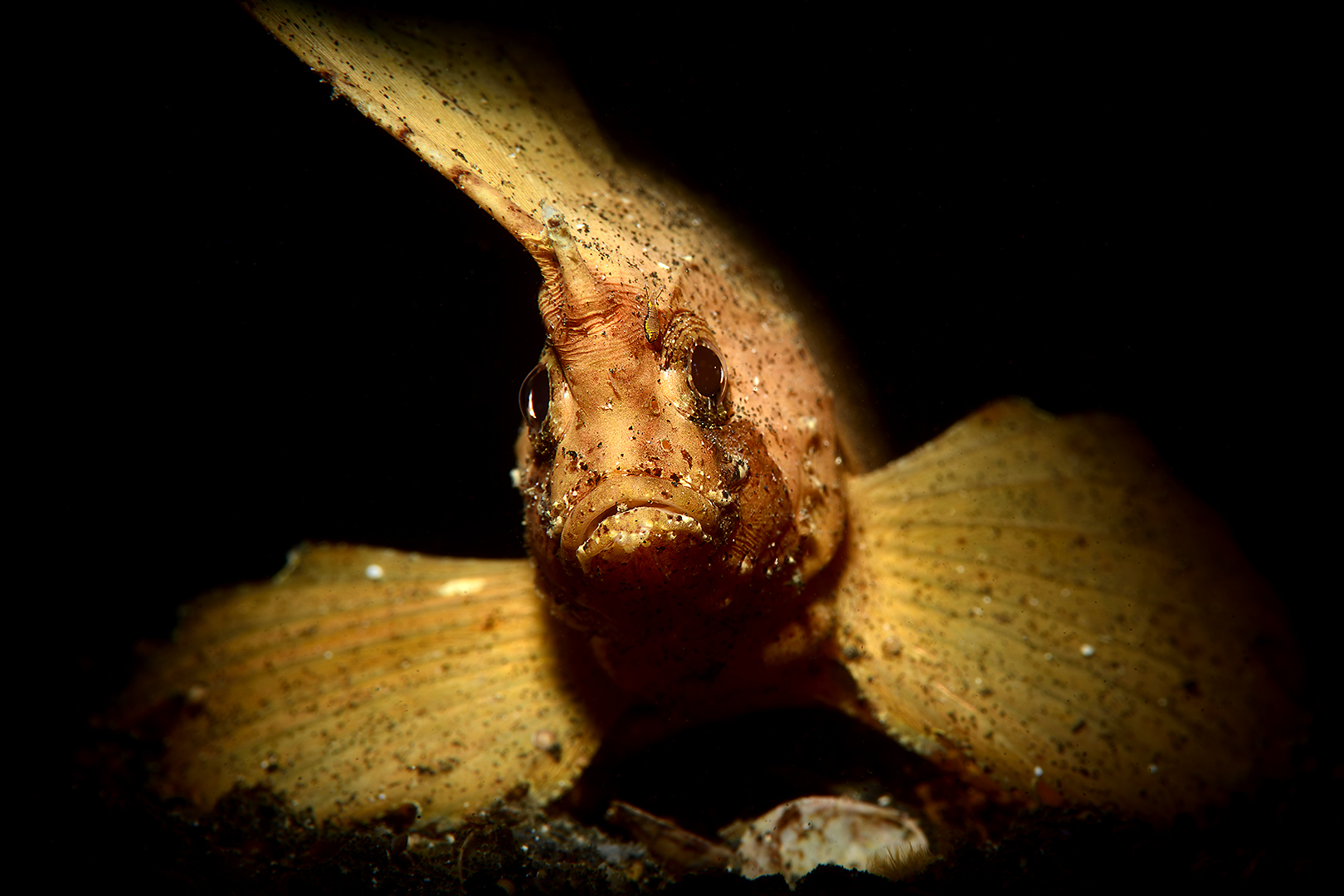 Schaukel-Stirnflossler (Ablabys Taenianotus)