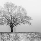 Schaukelbaum im Nebel