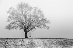 Schaukelbaum im Nebel
