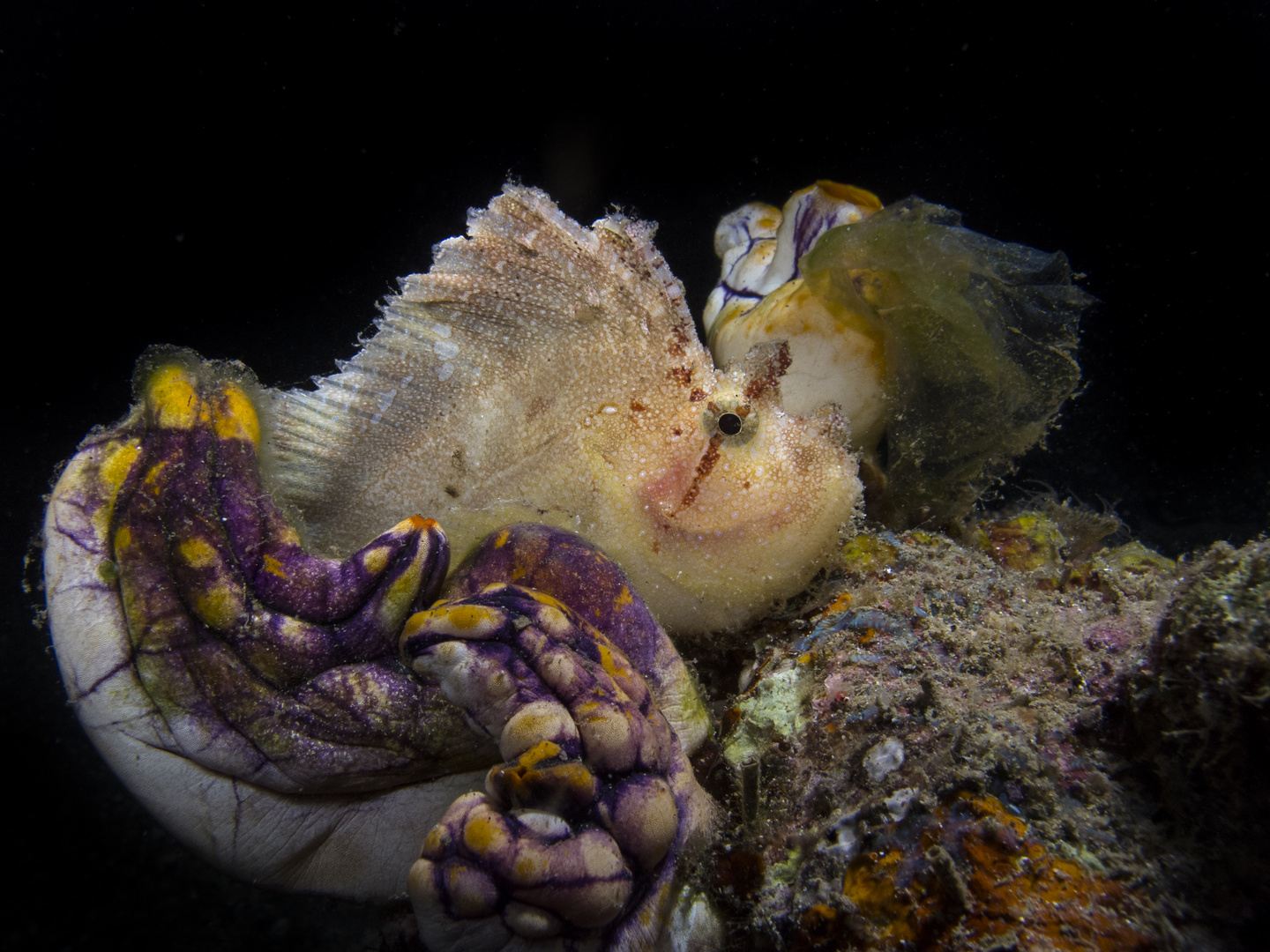 Schaukelfisch