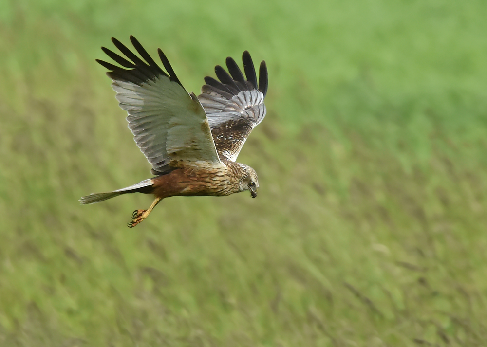 Schaukelflug