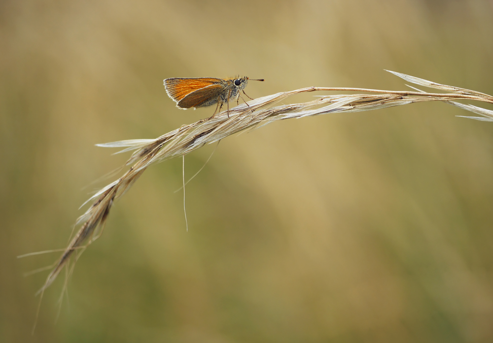 Schaukeln im Wind...