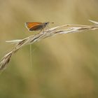 Schaukeln im Wind...