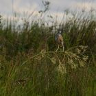 Schaukeln im Wind