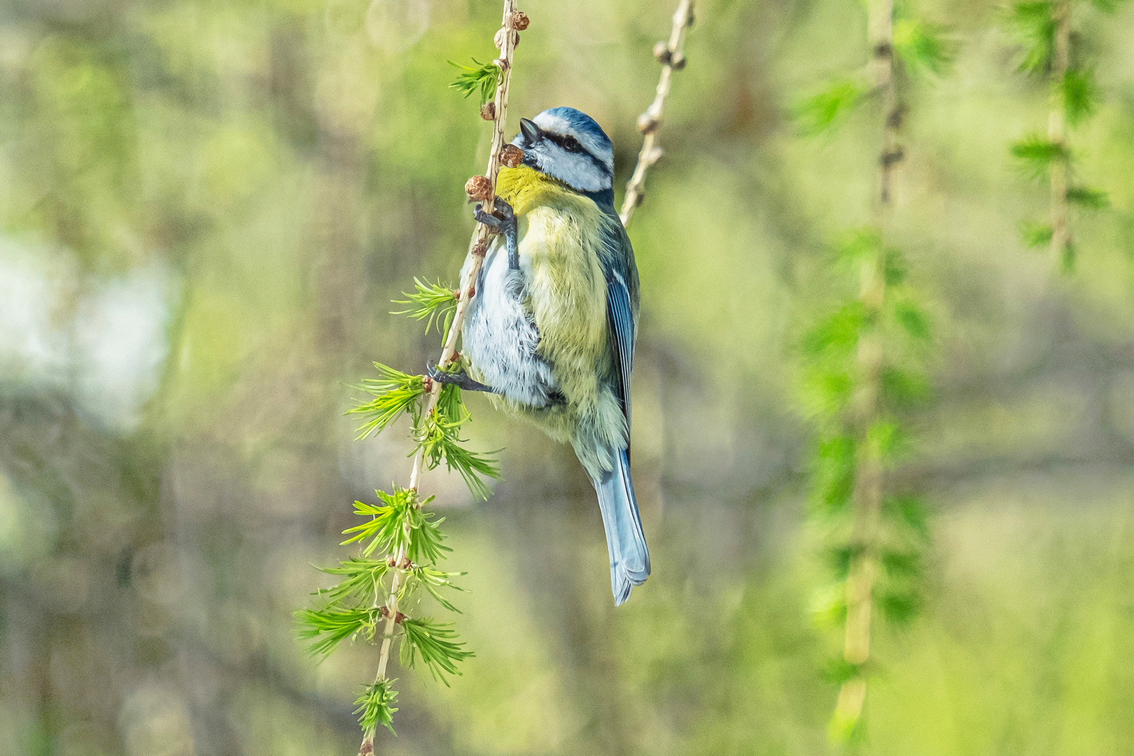 Schaukeln in der Lärche