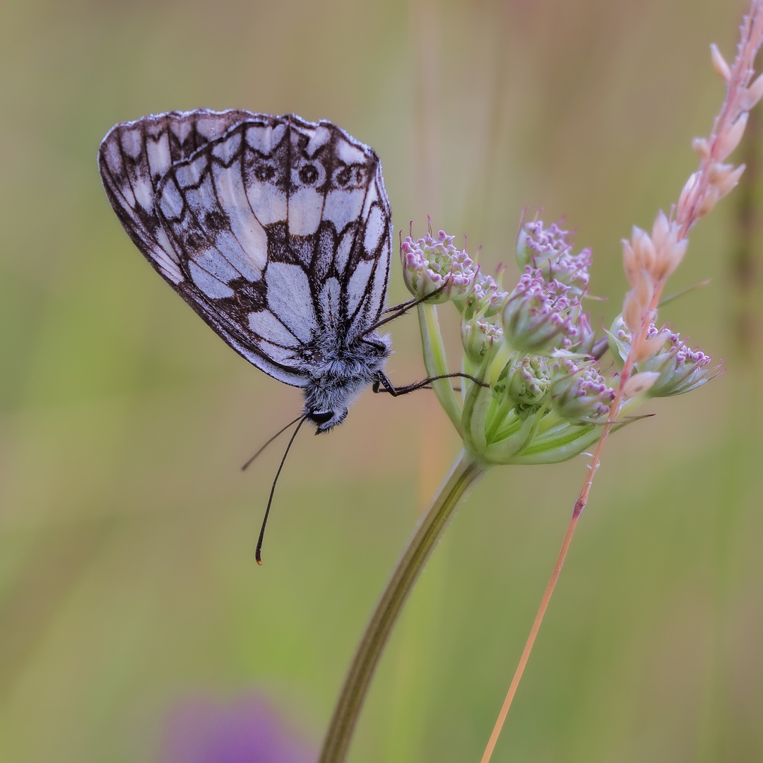 Schaukelnd im Wind