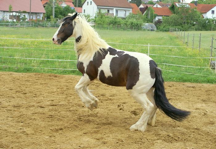 Schaukelpferdchen ? ;-)