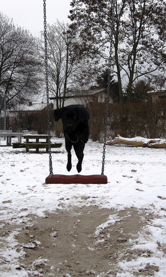 Schaukelsprung - Hund