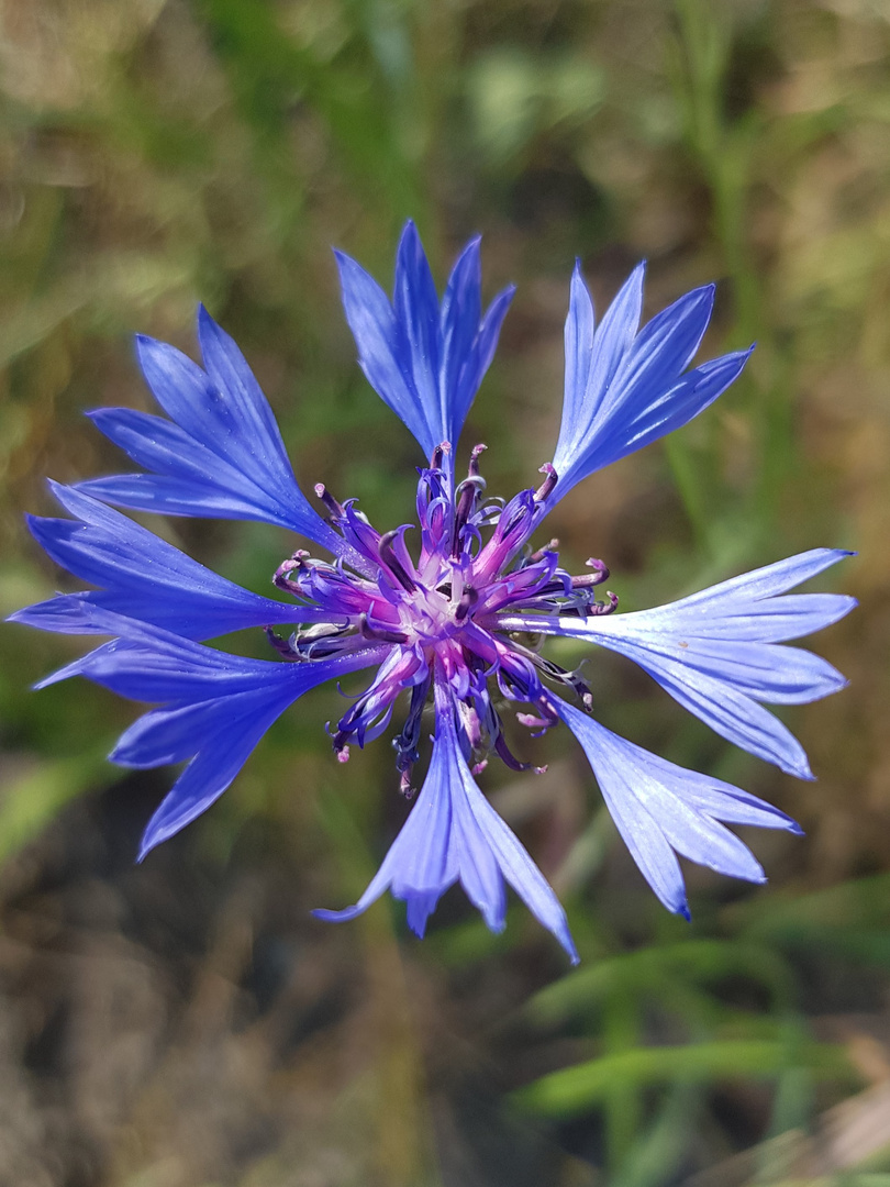 Schau...Kornblumenblau