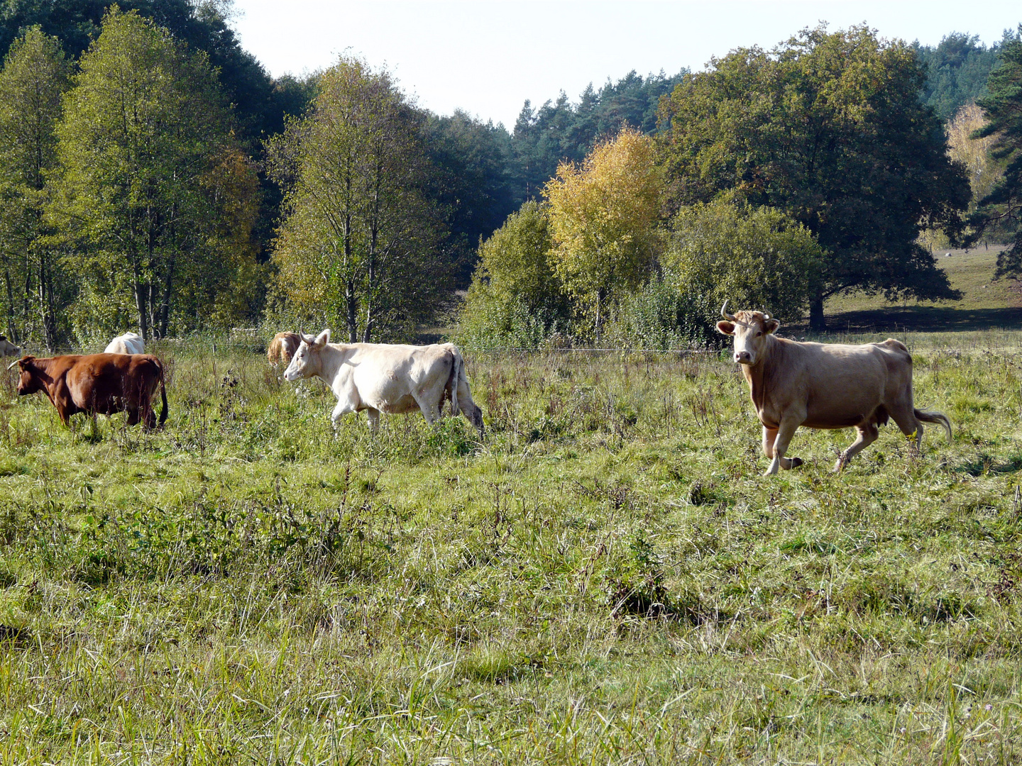 Schaulauf