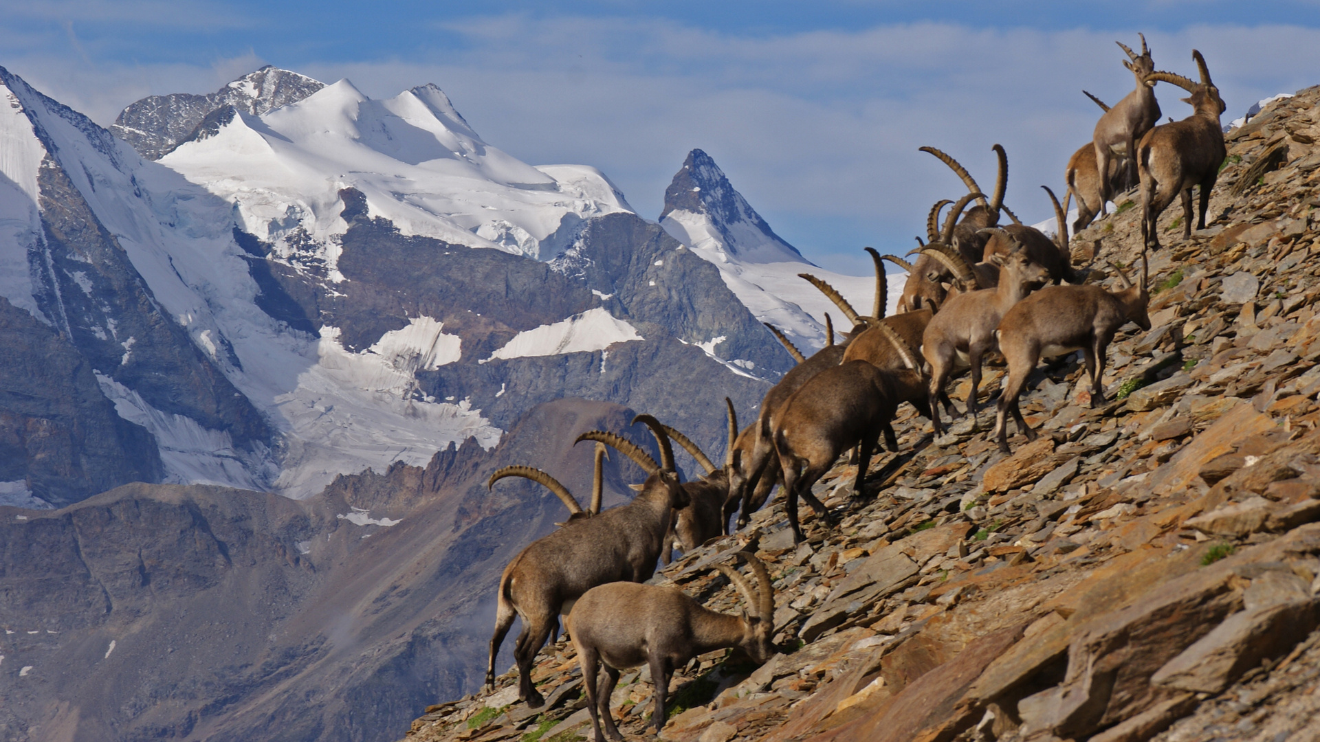 Schaulaufen der Schönheiten - Steinböcke vor dem Bernina Massiv